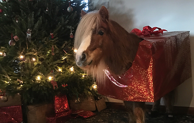 Shetlands Christmas Wish Come True